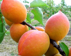 Абрикос «Академик»